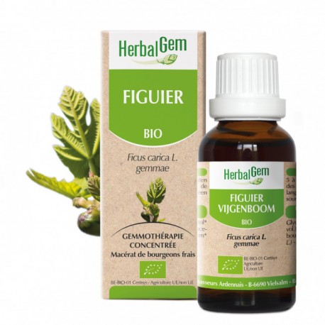 FIGUIER 15ML